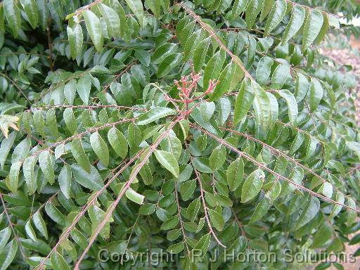 Curry leaf Murraya koenigii 